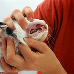 Examine Cats Mouth