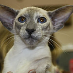 Siamese Cat Society of the British Empire Siamese Results 2013