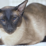 Gr Ch Artensa Tumbling Dice