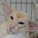 Ch Mafdet Alpha Romeo