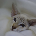 Tintally Tasty Morsel