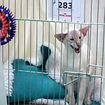 Eastern Counties Siamese Pictures 2013
