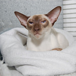 Siamese Cat Show Results