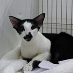 Athelstan Gonnaenodaethat