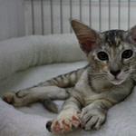 Bellameze Ms Polly Poppit