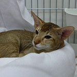 Buuraphaa Tickety Boo