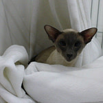 CH Mafdet Mister Titian