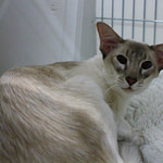 CH Ridestar Loreal Lloyd