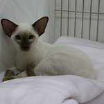 Debikat Sarnau-Witchunter