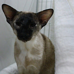 GR CH & PR Johpas Amy Daydream