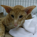 GR PR Kimelpha Freddyredspots