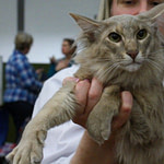 GR PR Pippastro Tigermoth