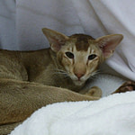 IMP GR PR Shermese Just The Ticket