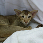 IMP GR PR Shermese Just The Ticket