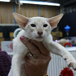 Moonfleet Magnolia Dawn