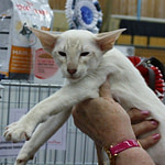 Moonfleet Magnolia Dawn