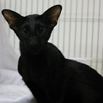 PR Buuraphaa Winters Night