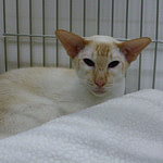 PR Johpas In The Red