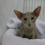 Willhavetodo Ophelia