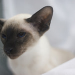 Drestothril Siamazing-Beau