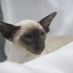 Drestothril Siamazing-Beau
