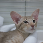 Pippastro Pale Lepurrdess