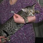 Hemlock Spotty Muldoon