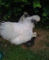 cat run enclosures cat run enclosures