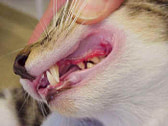 Cats With Bad Breath