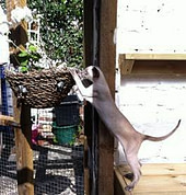 cat enclosure cat enclosure