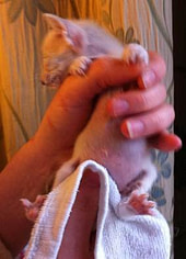 hand rearing kittens