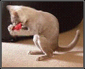 Keeping Indoor Cats Happy Keeping Indoor Cats Happy