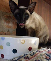 Cat Nutrition Cat Nutrition