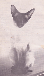 Seal Point Siamese Killdown Joanna