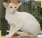 Siamese Stud Cat Keeping a Cat for Stud
