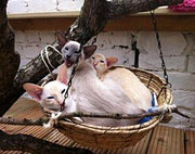 cat run furniture cat run furniture