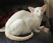 lost cat photo lost cat photo