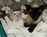 cat-care-money-saving-tips Cat Care Money Saving Tips