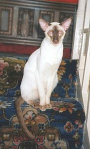 Chocolate Point Siamese Gr Ch Shermese Elnino