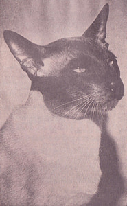 Seal Point Siamese Gr Ch Sislinki Topsun