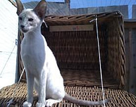 the cat house the cat house