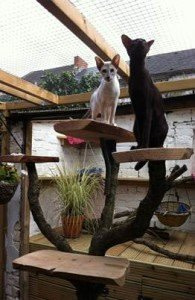 keep indoor cats entertained keep indoor cats entertained