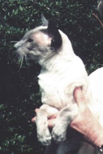 Blue Point Siamese Ch Eirrem Fledermaus