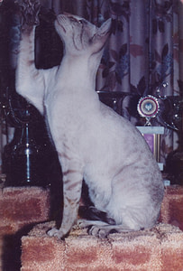 Seal Tabby Point Siamese Gr Ch Caliganza Kasmin