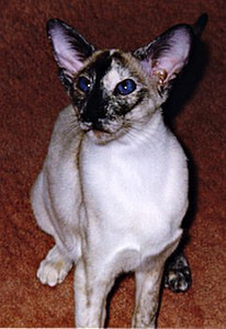 Seal Tortie Point Siamese Gr Ch Sarnau Powdernpaint