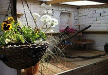 cat safe plants cat safe plants