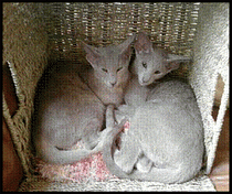 kittens finding homes kittens finding homes