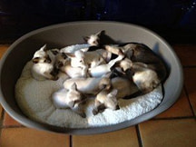 cost of vaccinating kittens cost of vaccinating kittens