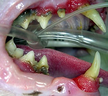 Picture of cat with periodontal disease