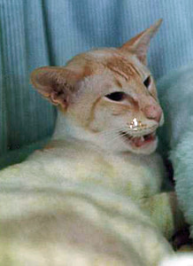 Red Point Siamese Gr Ch Pendenna Red Rocky